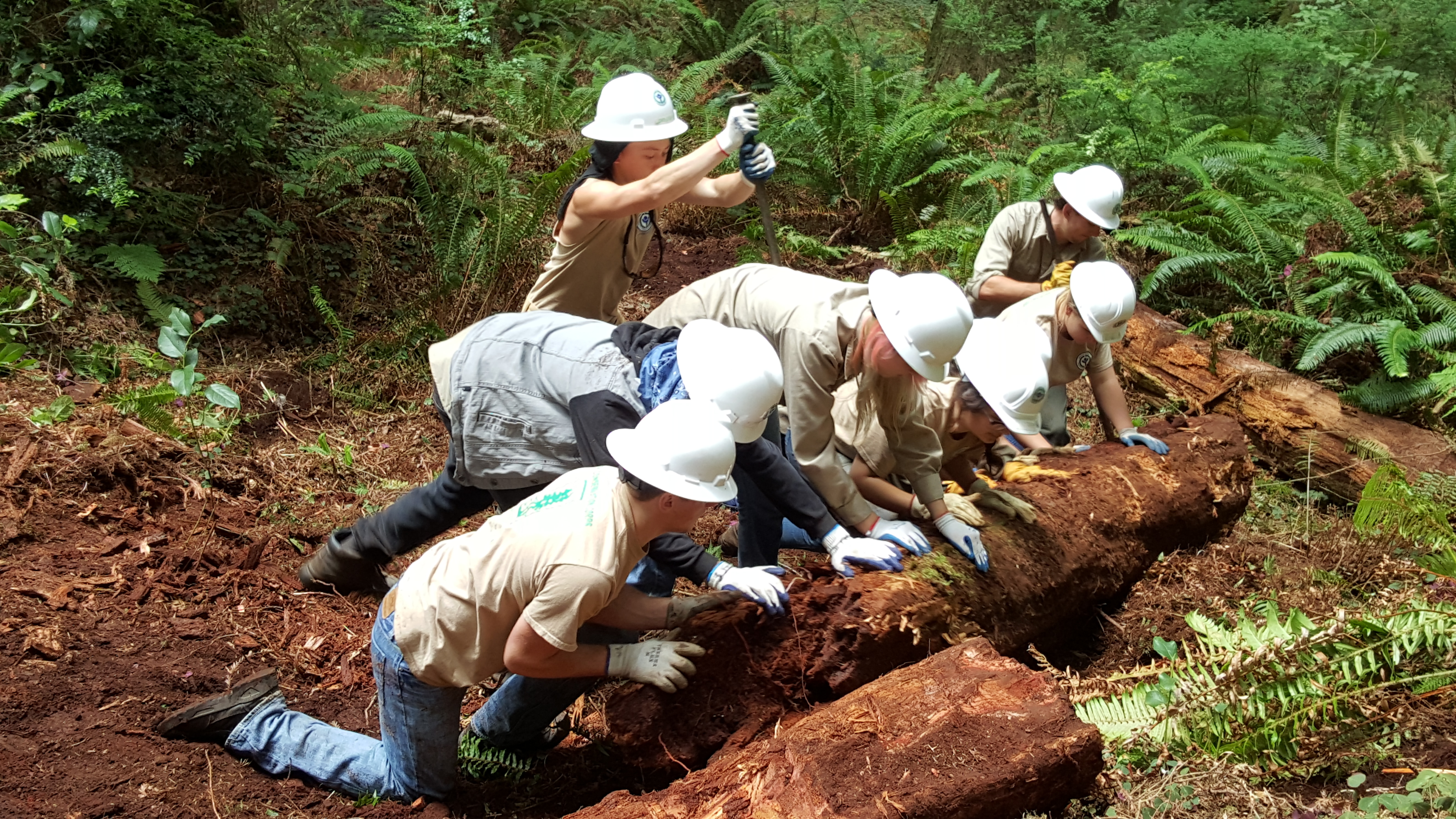 Youths roll a log