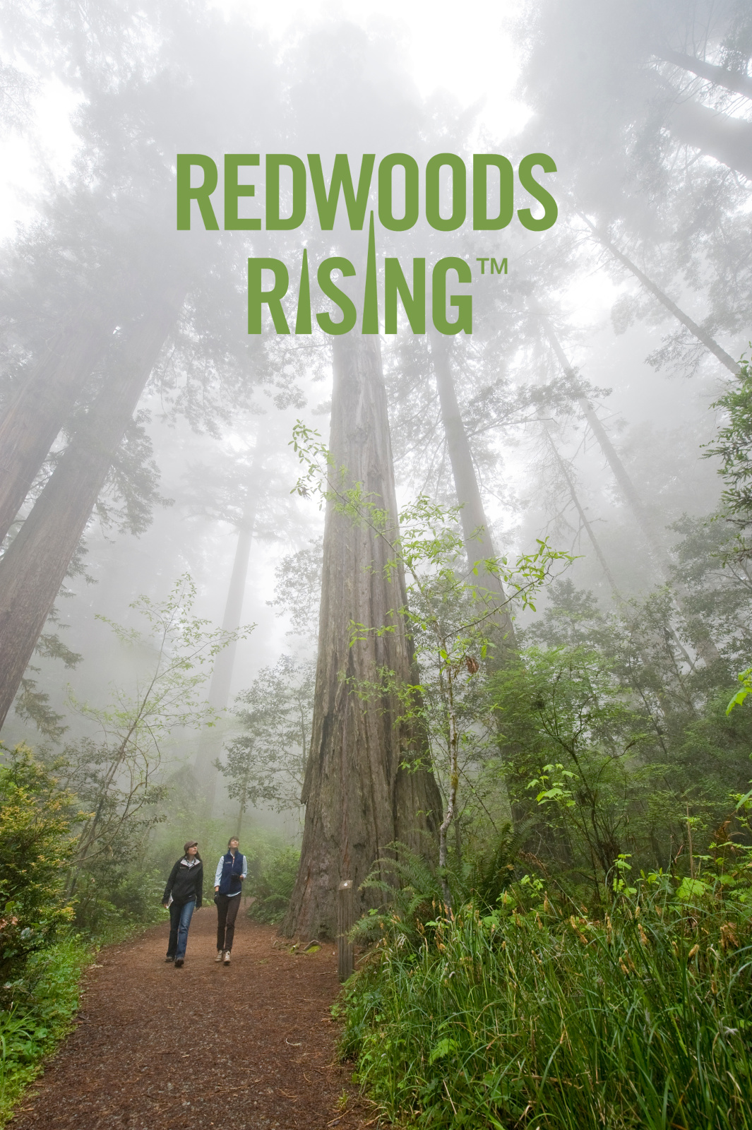 Redwoods Rising Logo vertical Logo over redwood trees