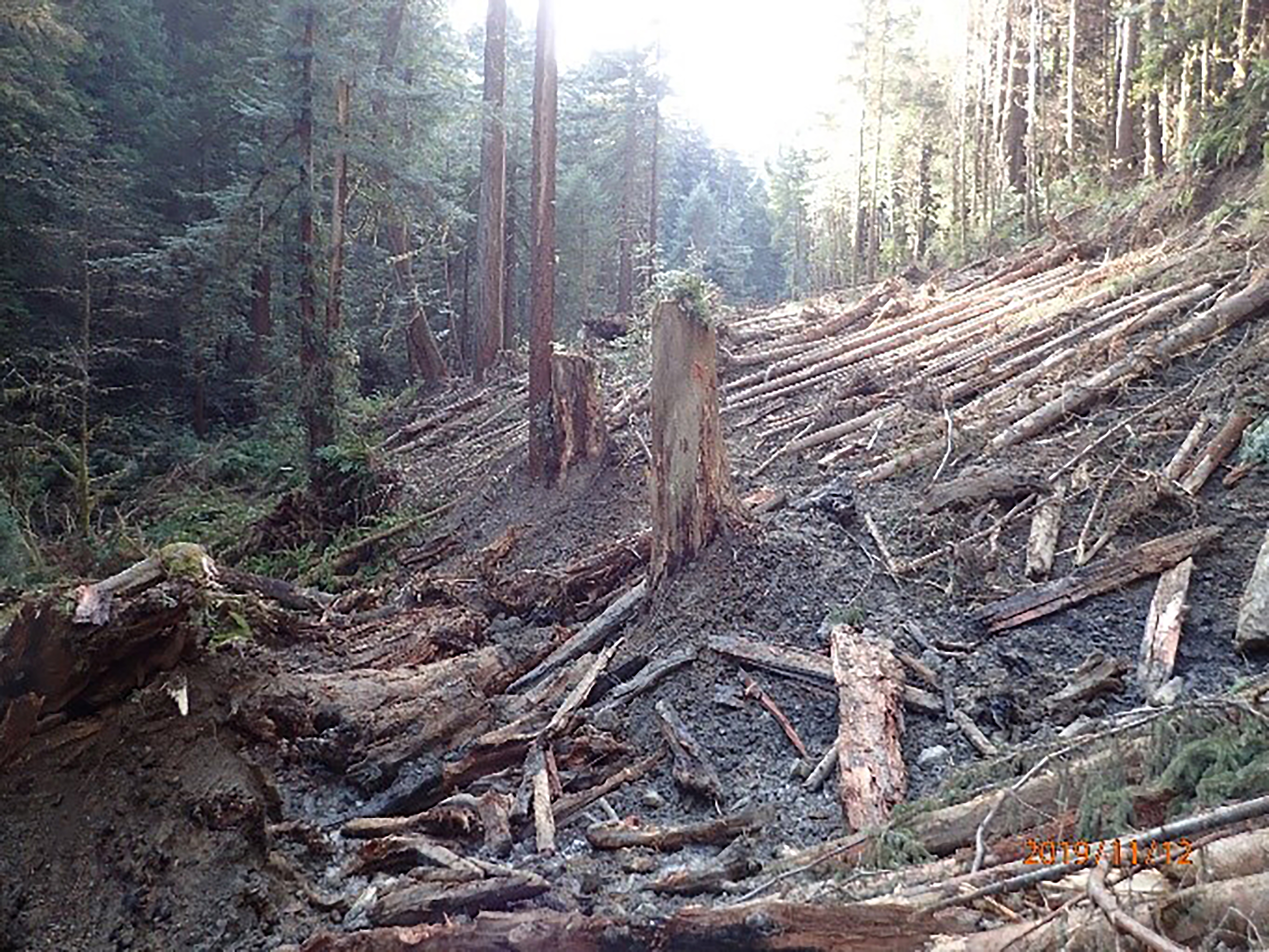 Logs and trees are on a hill slope.
