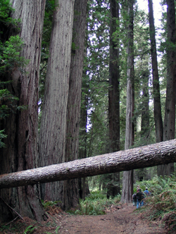 Fallen Tree and Hikers on Berry Glen Trail