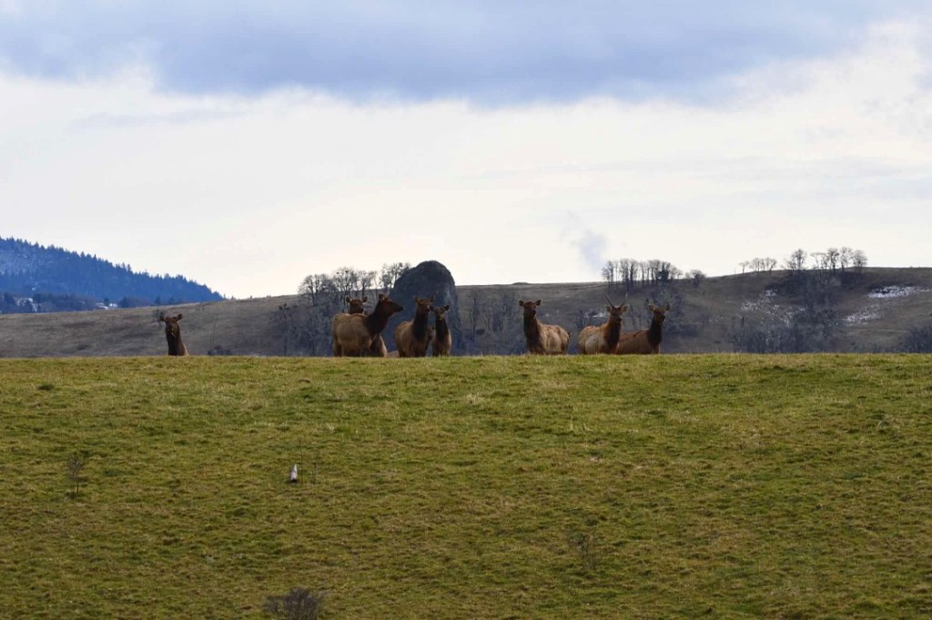 Herd of elk on a hill