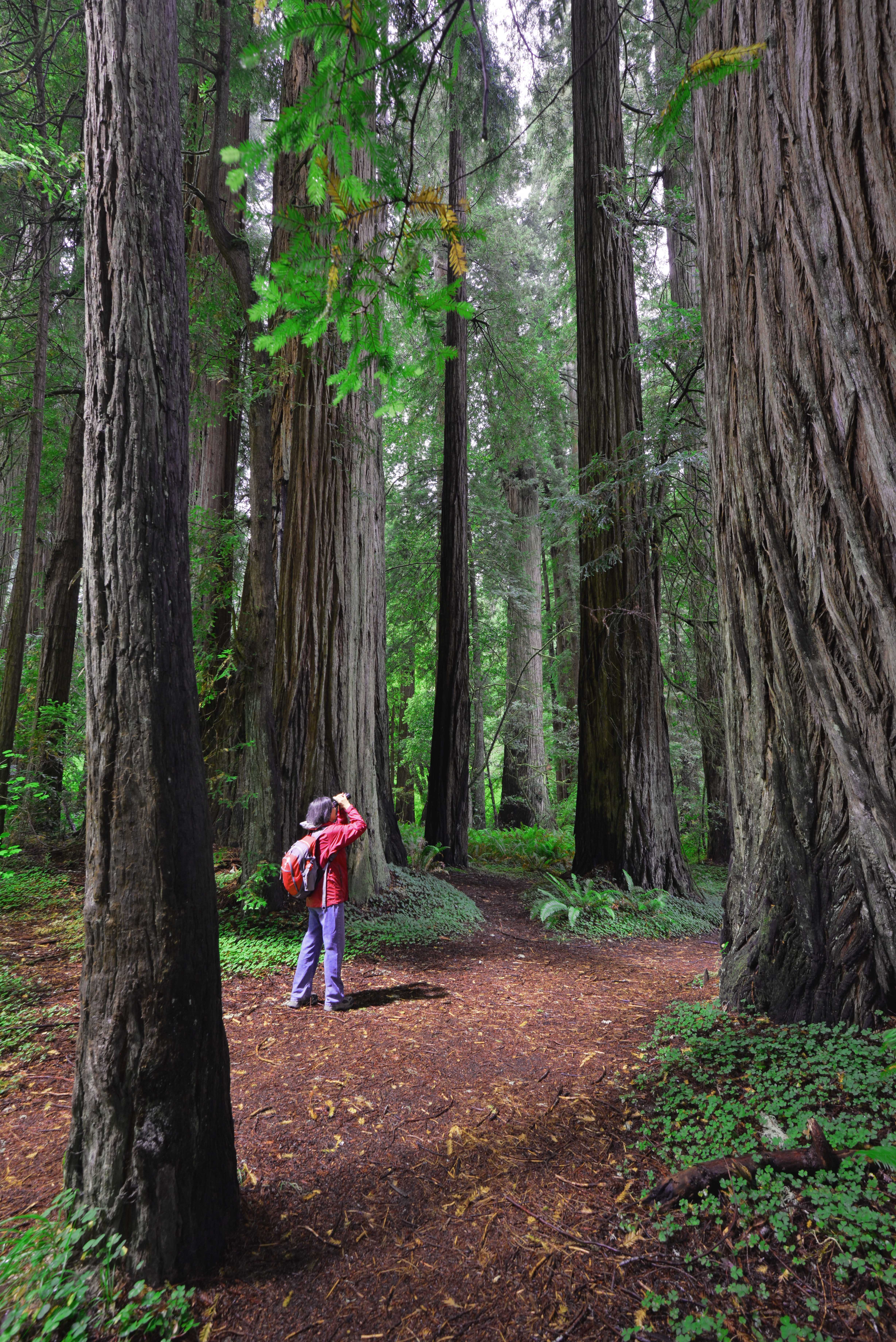 A woman uses binoculars in a redwood grove.