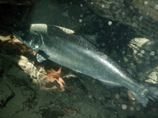 Chinook salmon in Redwood Creek