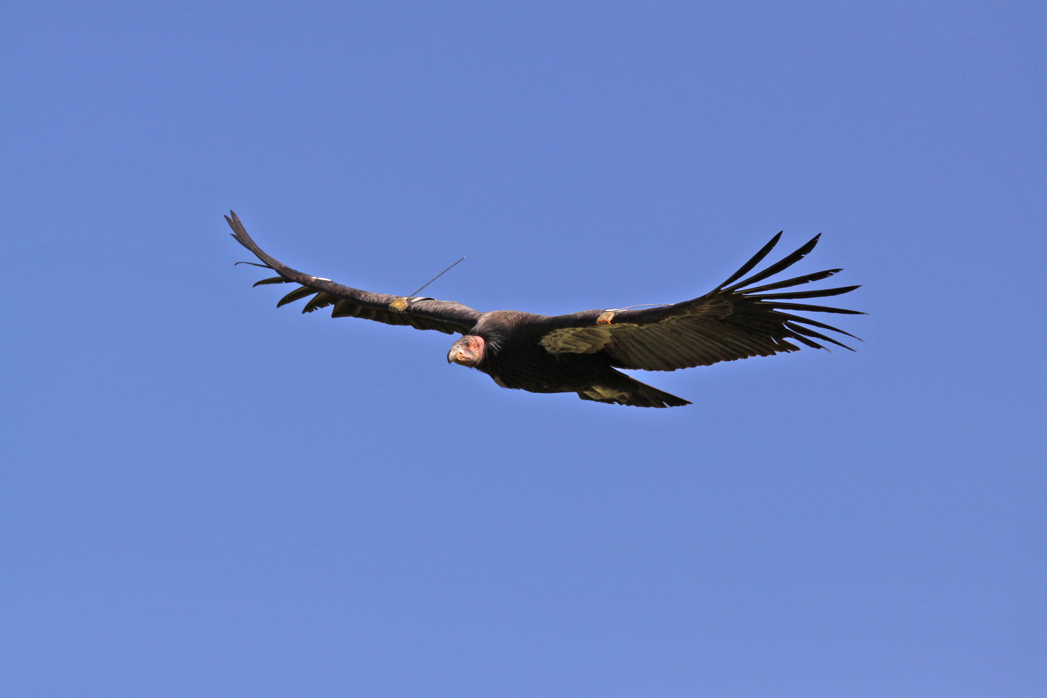 condor in flight