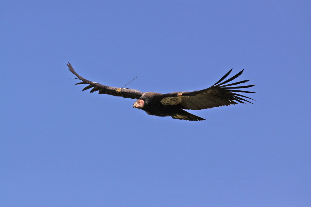 A condor flies with wings out-stretched. Blue sky background.