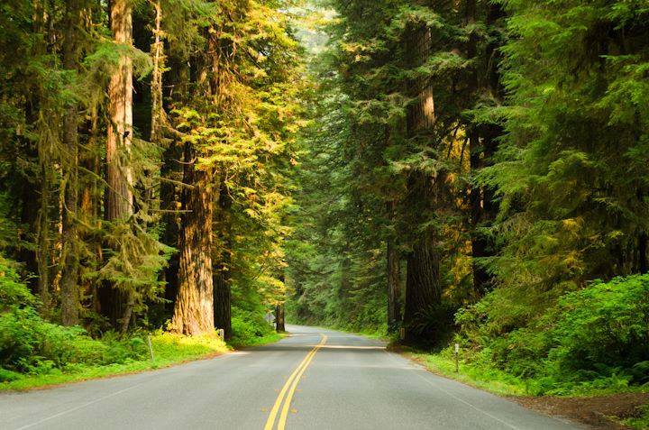 Newton B. Drury Scenic Parkway in Prairie Creek Redwoods State Park