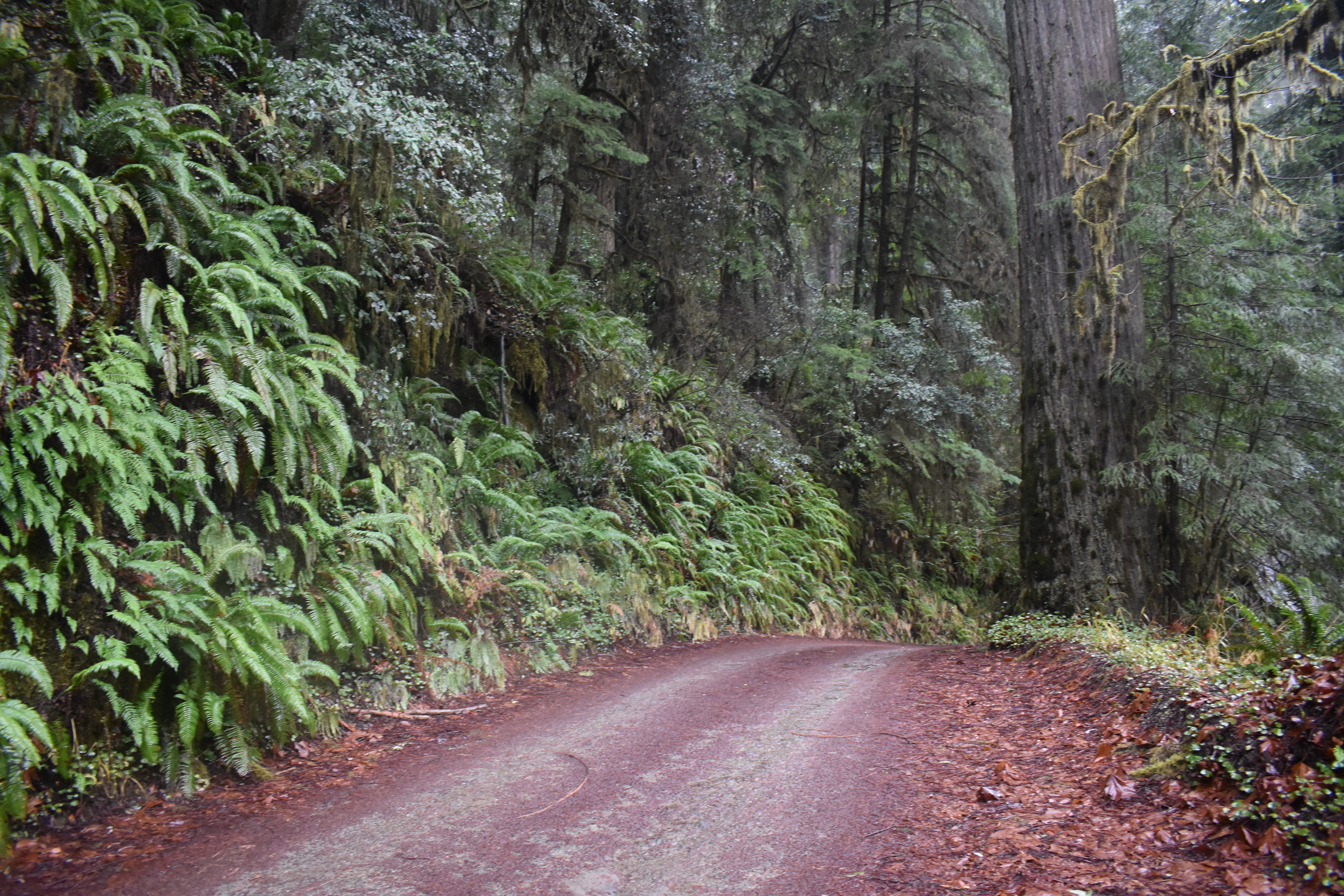 A dirt road between tall redwood trees.