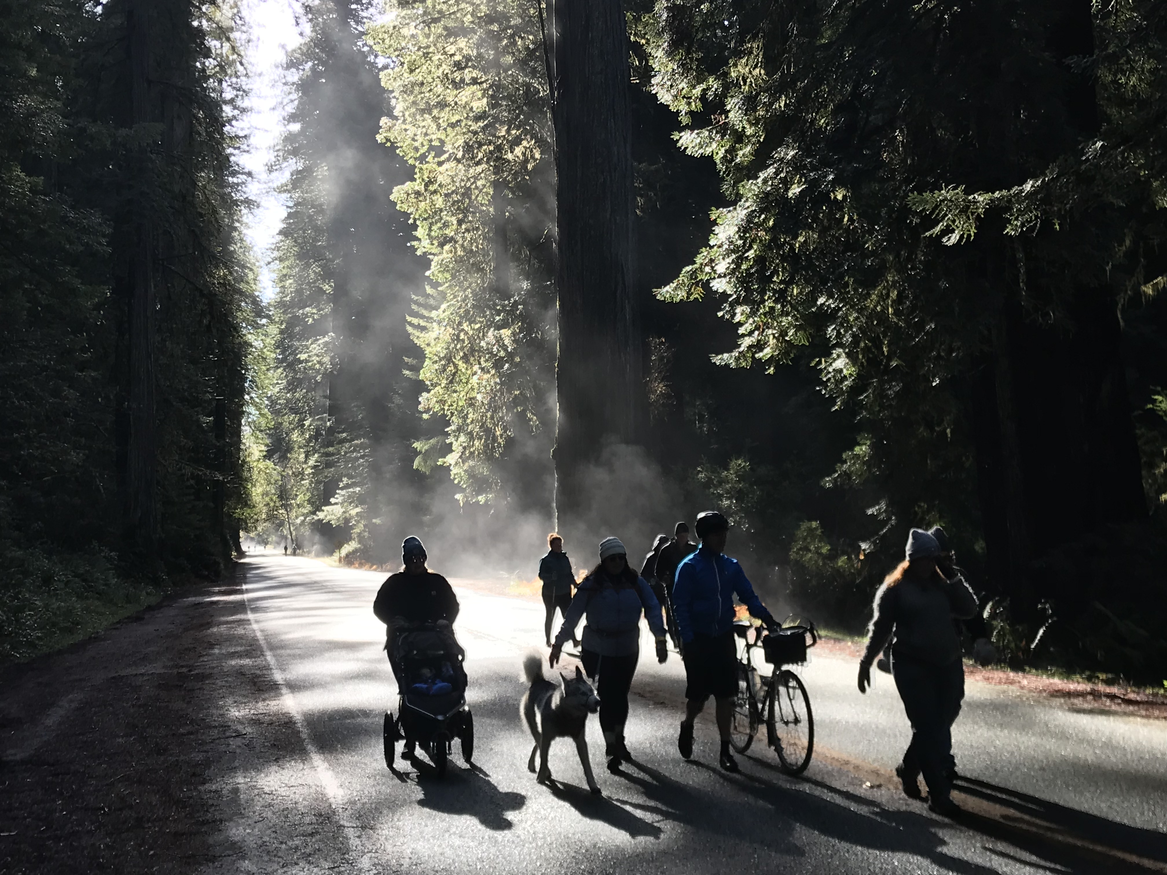 A family on bikes on a sunlight forested road