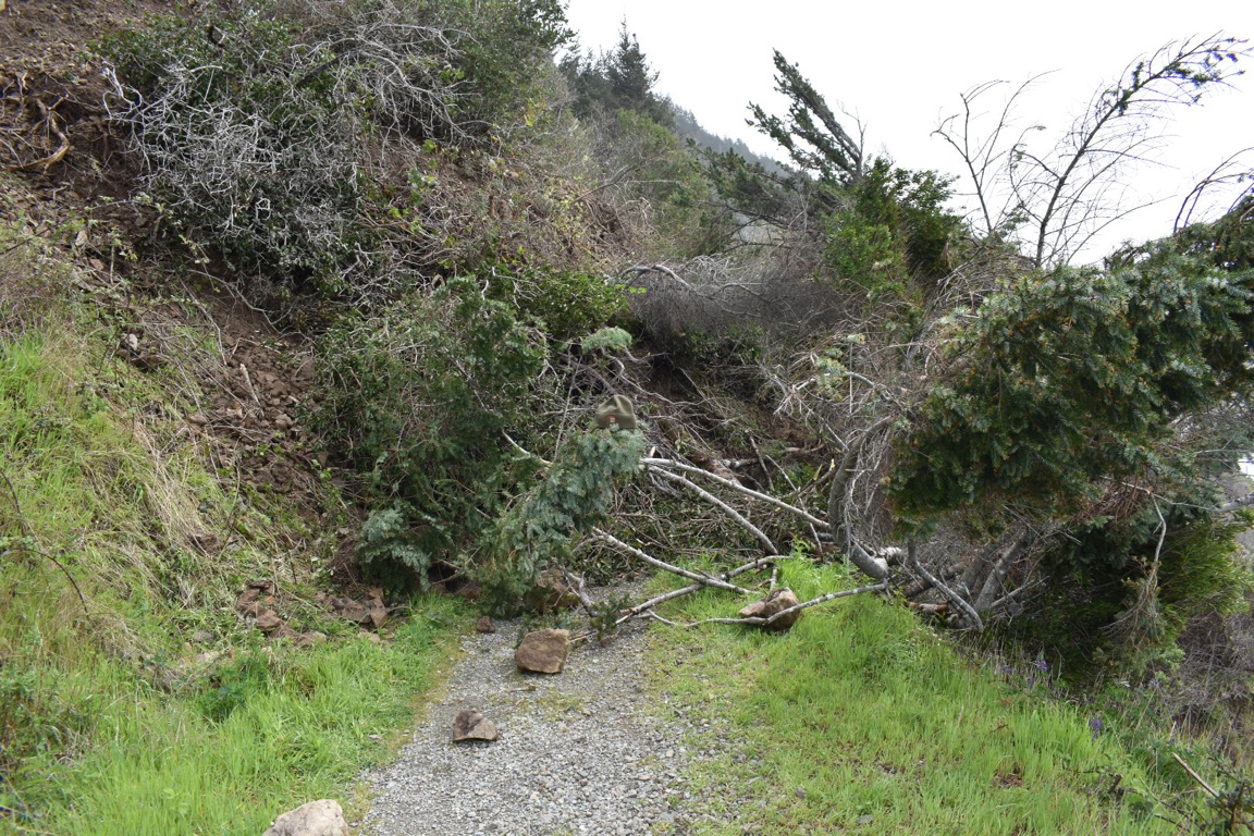 Trees and debris cover a trail