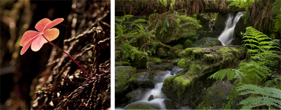 Left to right: Redwood sorrel and coast redwood needles; Trillium Falls.