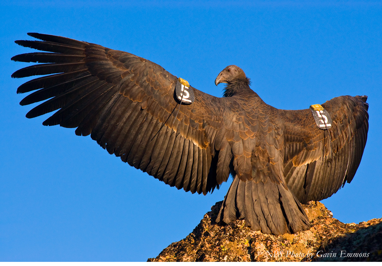 Condor with ID tags on wings