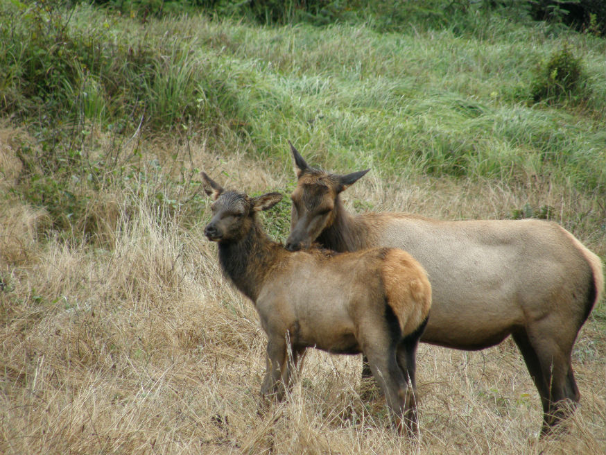 Cow elk standing behind elk calf in a grassy meadow surrounded by forest