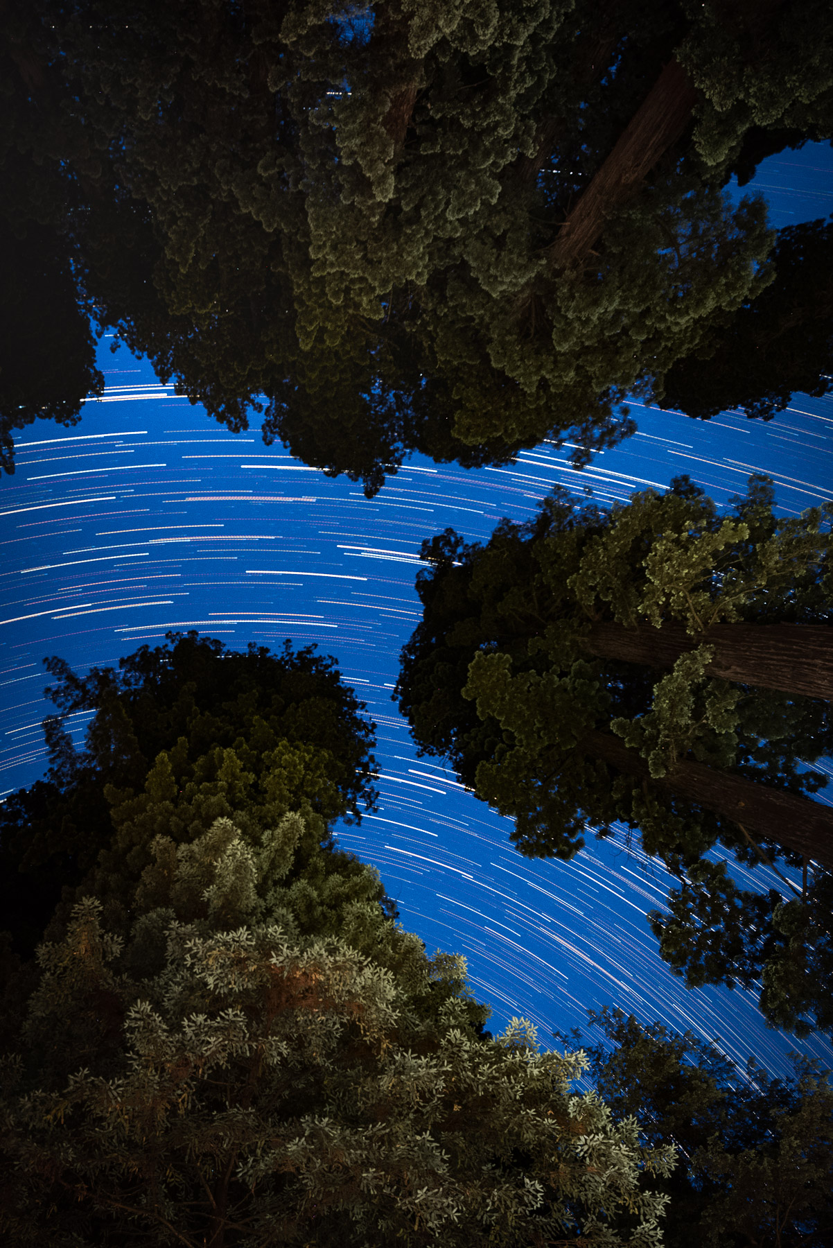 Star trails seen through the canopy of redwood trees.