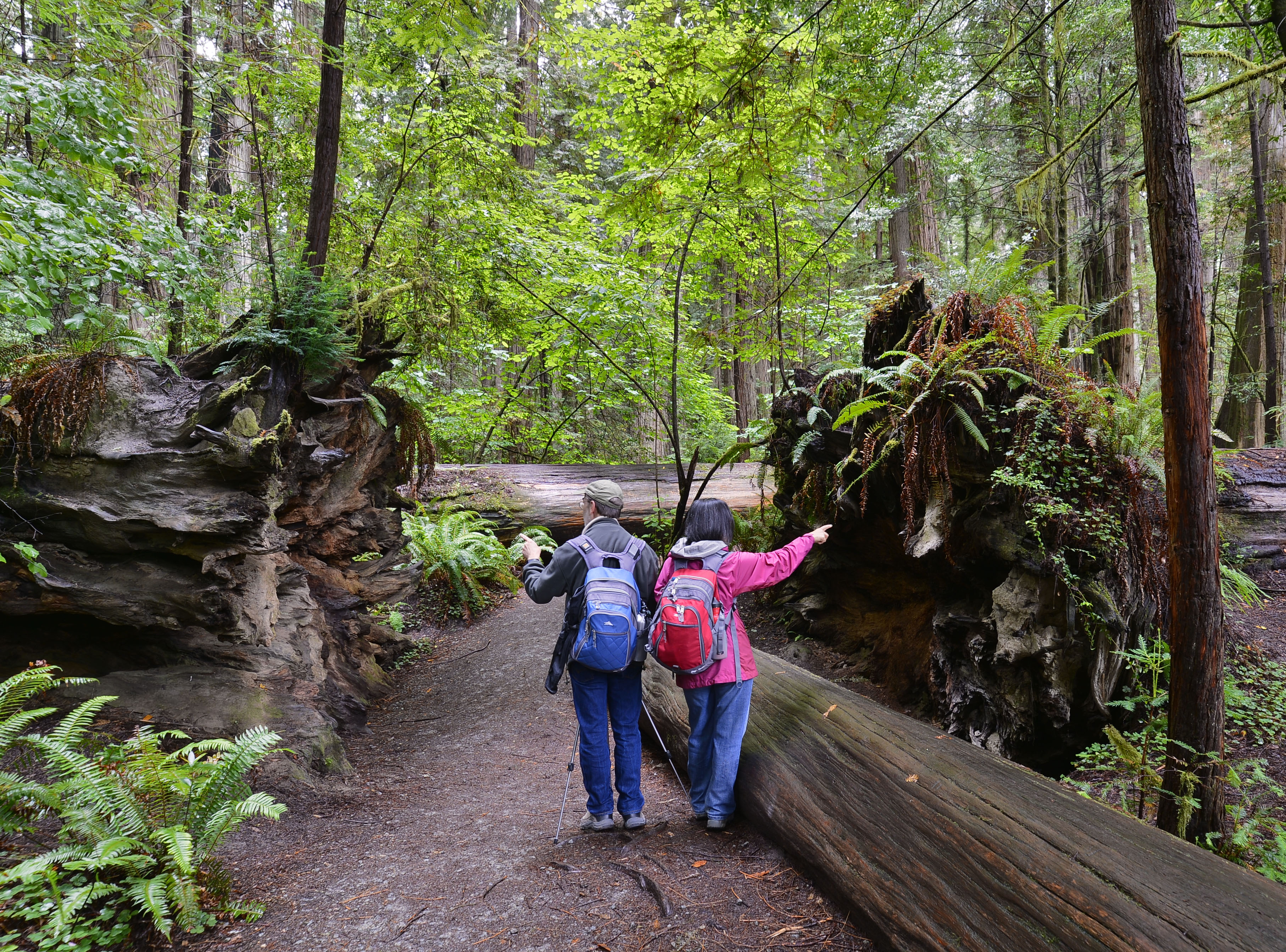 Two people look at two redwood trees root balls.