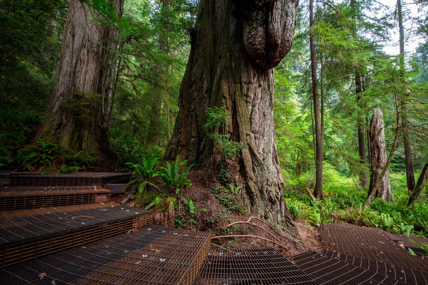 A trail with engineered steps curves under redwood trees.