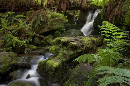 Trillium Falls by Peg & Rex Lavoie