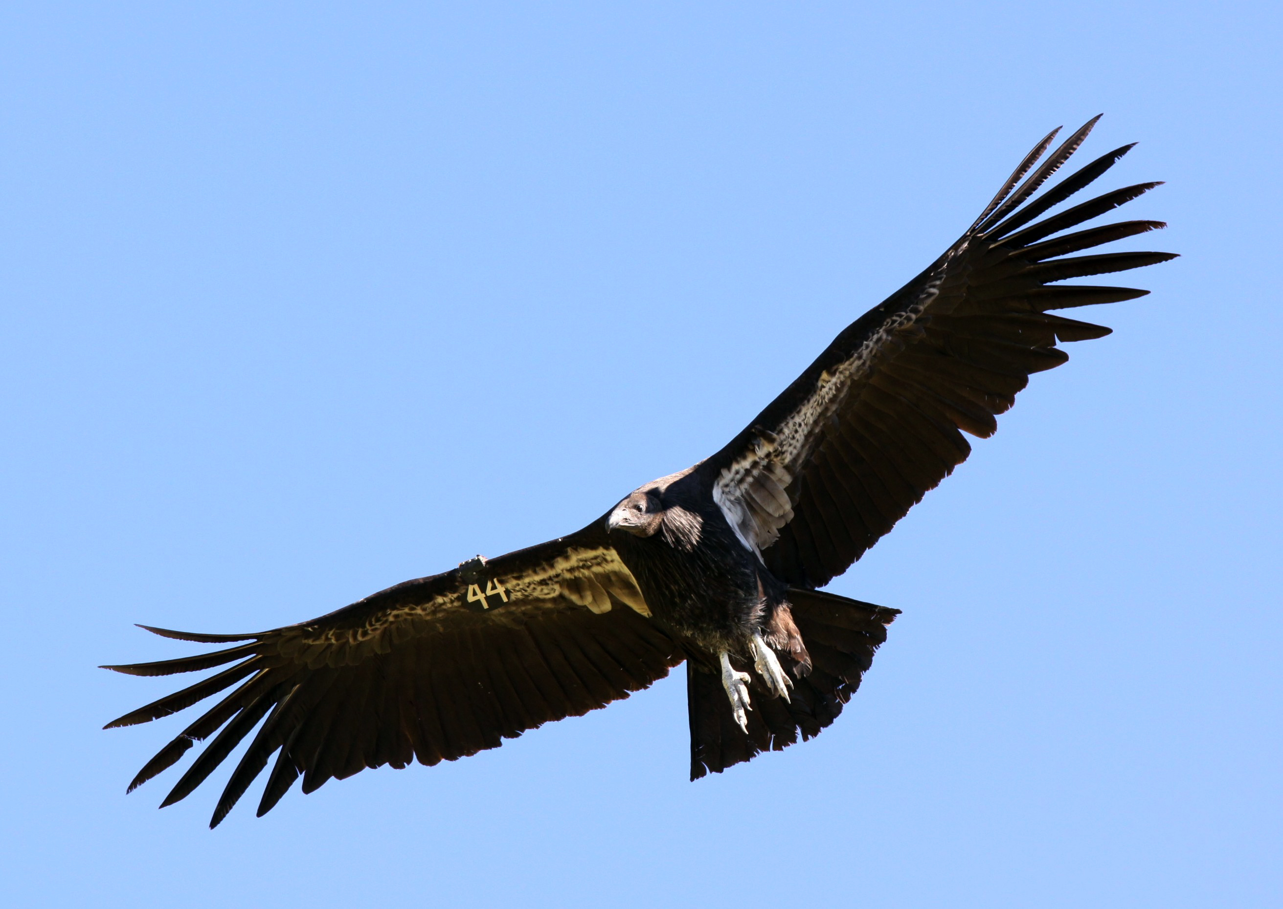 A condor soars overhead