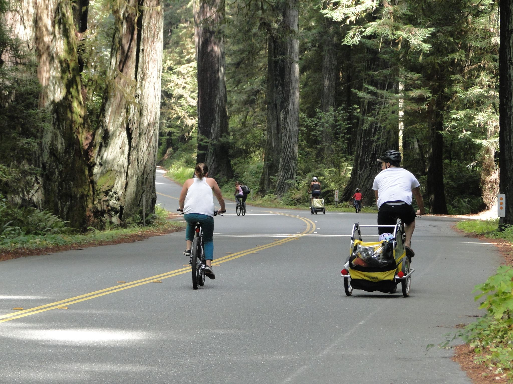 Two adults ride bikes on a road lined with redwood trees.