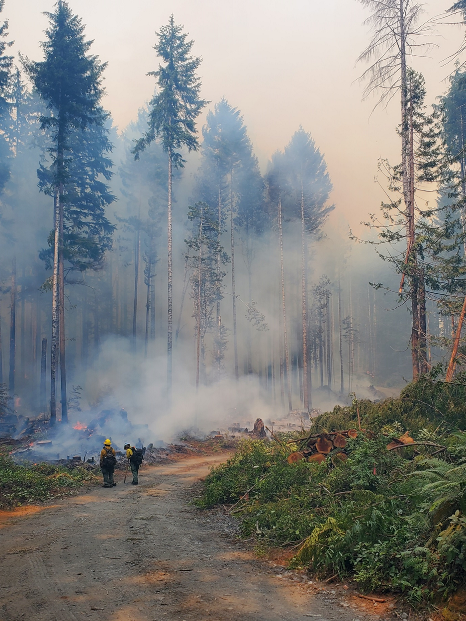 Fire fighters standing on a dirt road looking at smoke billowing through redwood trees