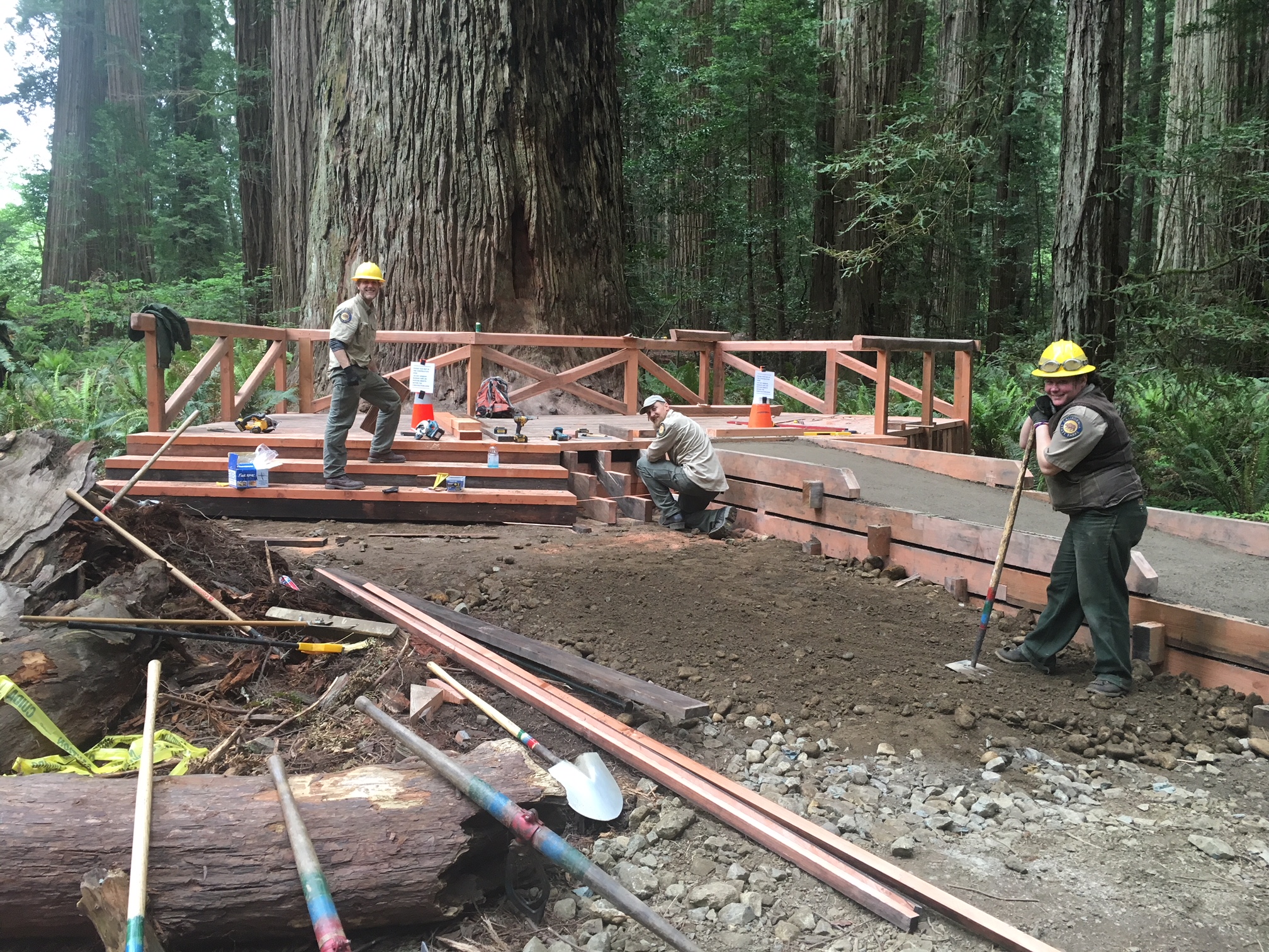 Three men building the viewing platform by a giant redwood.