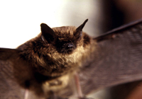 Little brown bat (Myotis lucifugus)