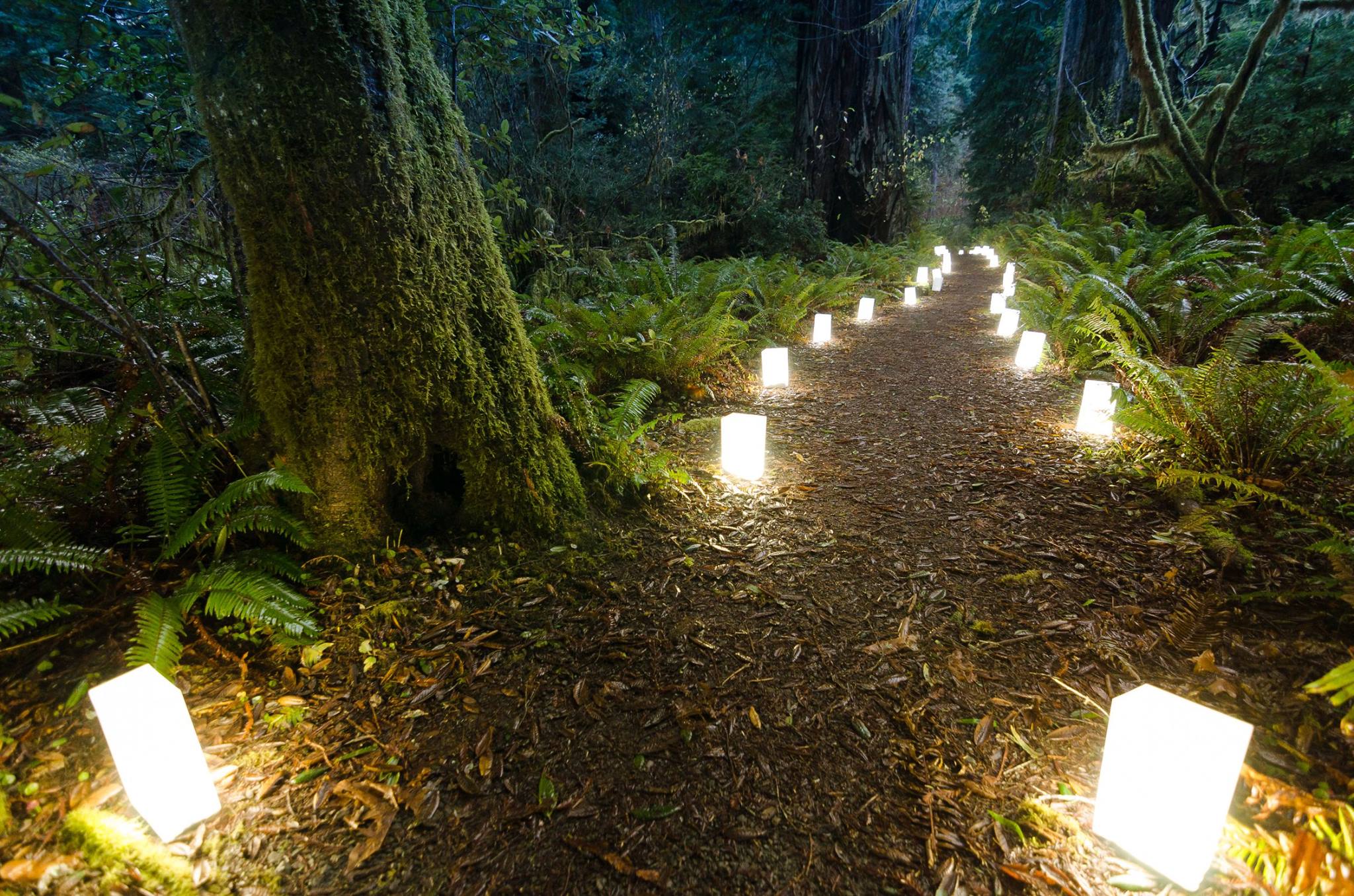 Luminaries line a forested trail