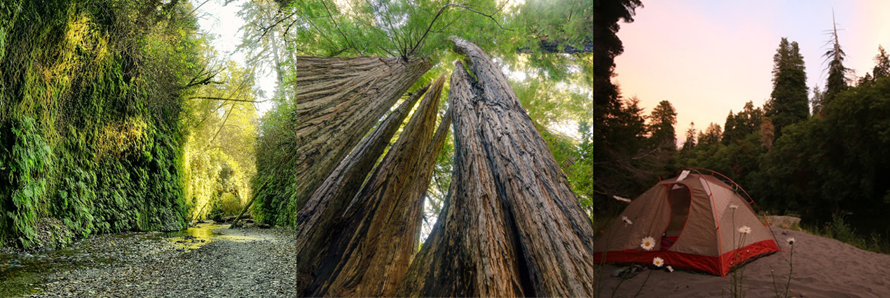 Three photos are side by side. The first photo depicts a small canyon with a rocky stream flowing through it. The 30-foot canyon walls are covered with green ferns. The second photo shows an upward view into the canopy of a group of redwood trees. The tru