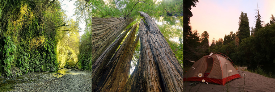 Fern Canyon, Tall Trees Trail, and backcountry camping along Redwood Creek Three photos are side by side. The first photo depicts a small canyon with a rocky stream flowing through it. The 30-foot canyon walls are covered with green ferns. The second photo shows an upward view into the canopy of a group of redwood trees. The tru