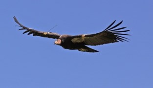 A condor flying