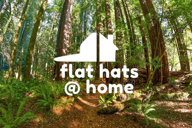 text overlays a photo of redwood trees