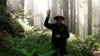 A park ranger in the Redwoods A park ranger in the Redwoods