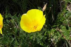 CA poppy
