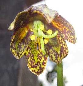 mission bells