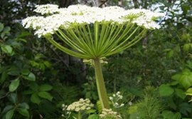 cow parsnip