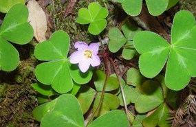 redwood sorrel