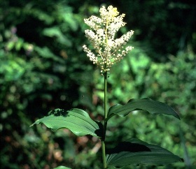 fat solomon's seal