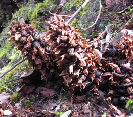 California groundcone