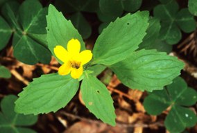 common monkeyflower