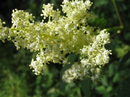 red elderberry
