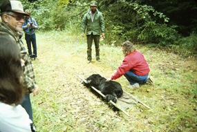 bear management bear management