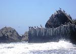 Pelicans, Cormorants, & Gulls 