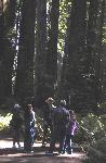 Ranger & Visitors at Stout Grove
