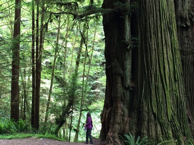 redwood tree on the side of the trail with a woman standing next to the tree