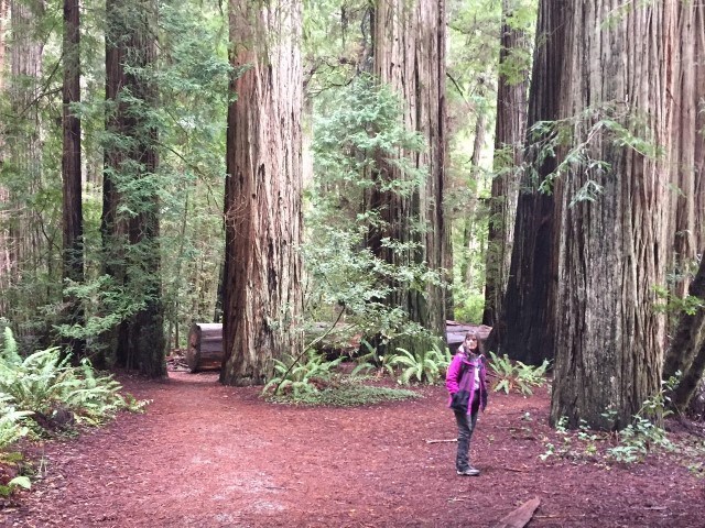 woman standing in a clearing near a redwood tree