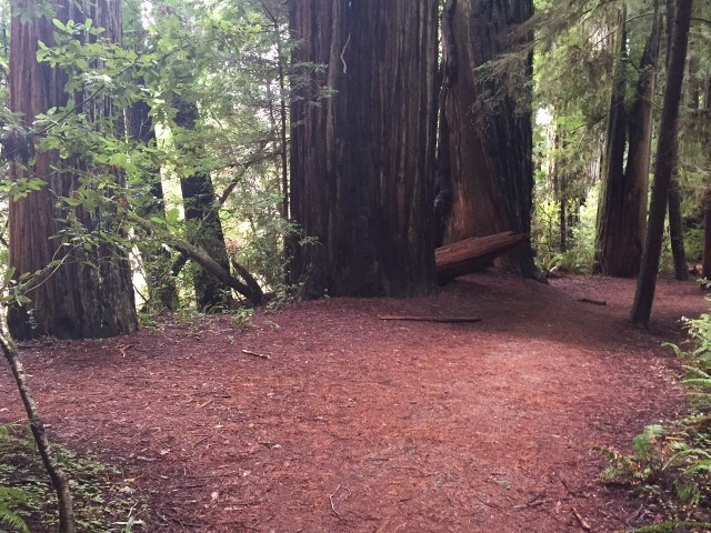 view of clearing surrounded by redwoods