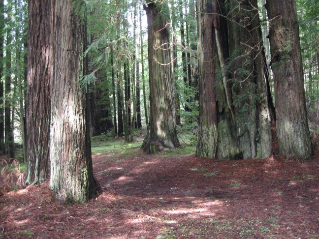 redwood trees with sunlight streaming through to the ground