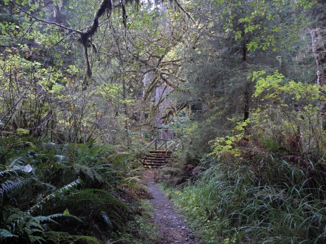 view of trail with heavy forest under brush