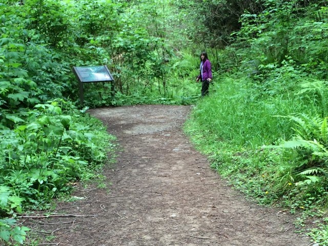 view forest at the end of the trail
