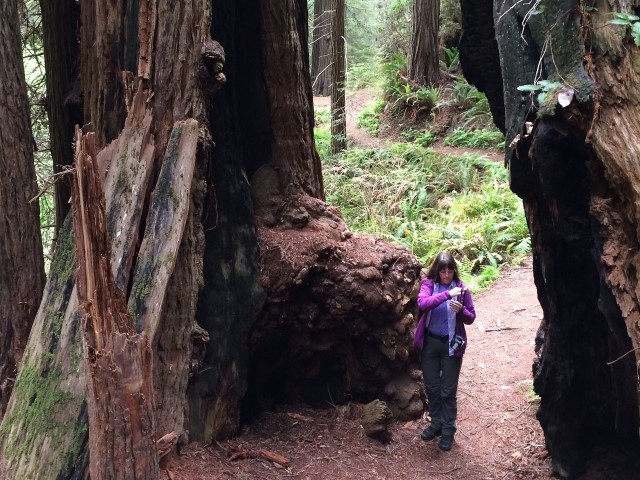 women standing inside a split redwood tree with the trail running through the tree