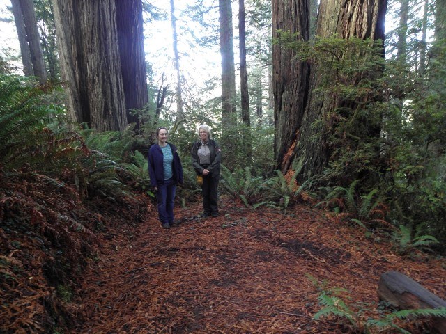 Two people standing along a wide section of trail with redwood in background